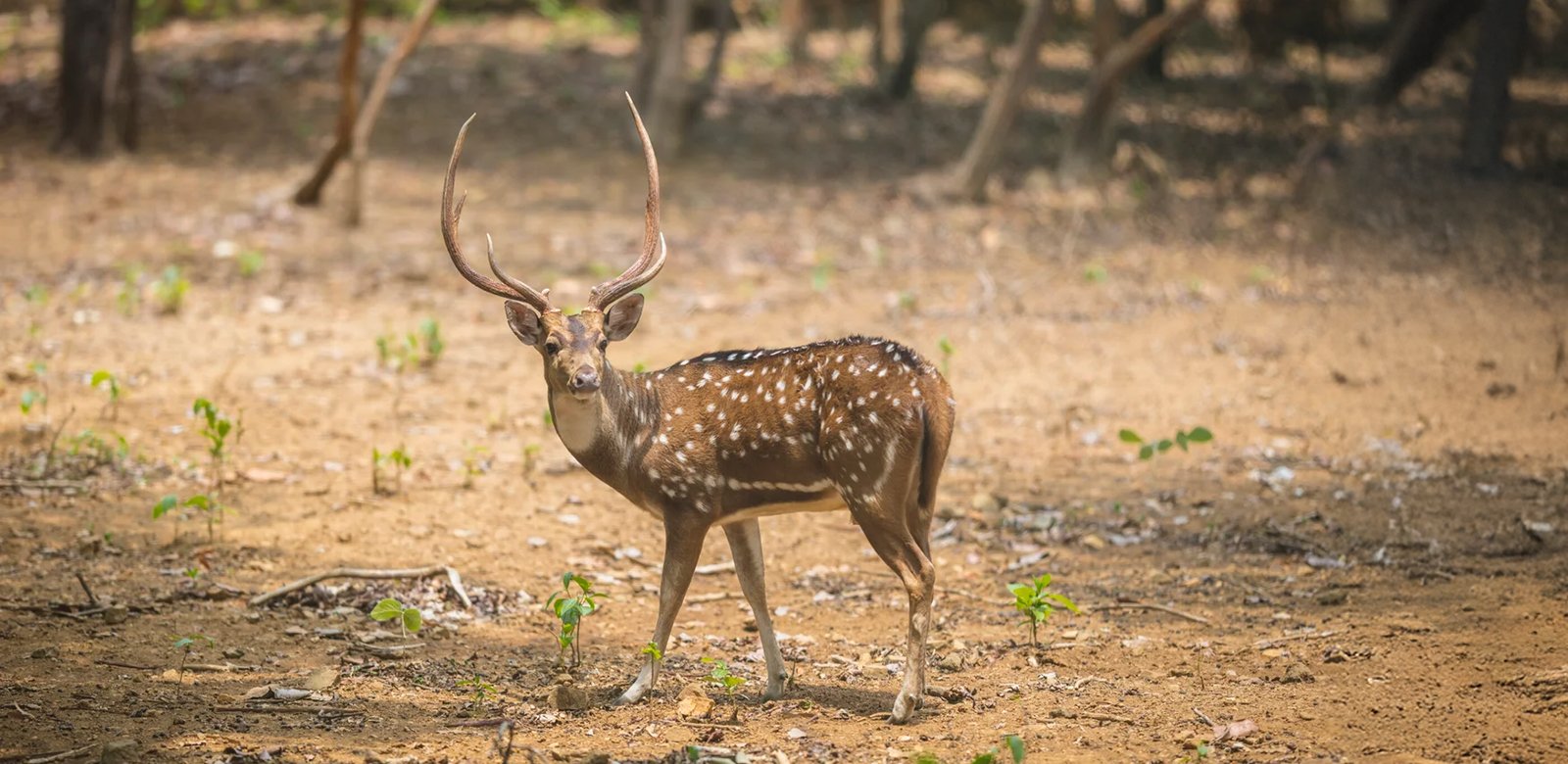 Jamshedpur, Dalma National Park_Jharkhand_390A9564