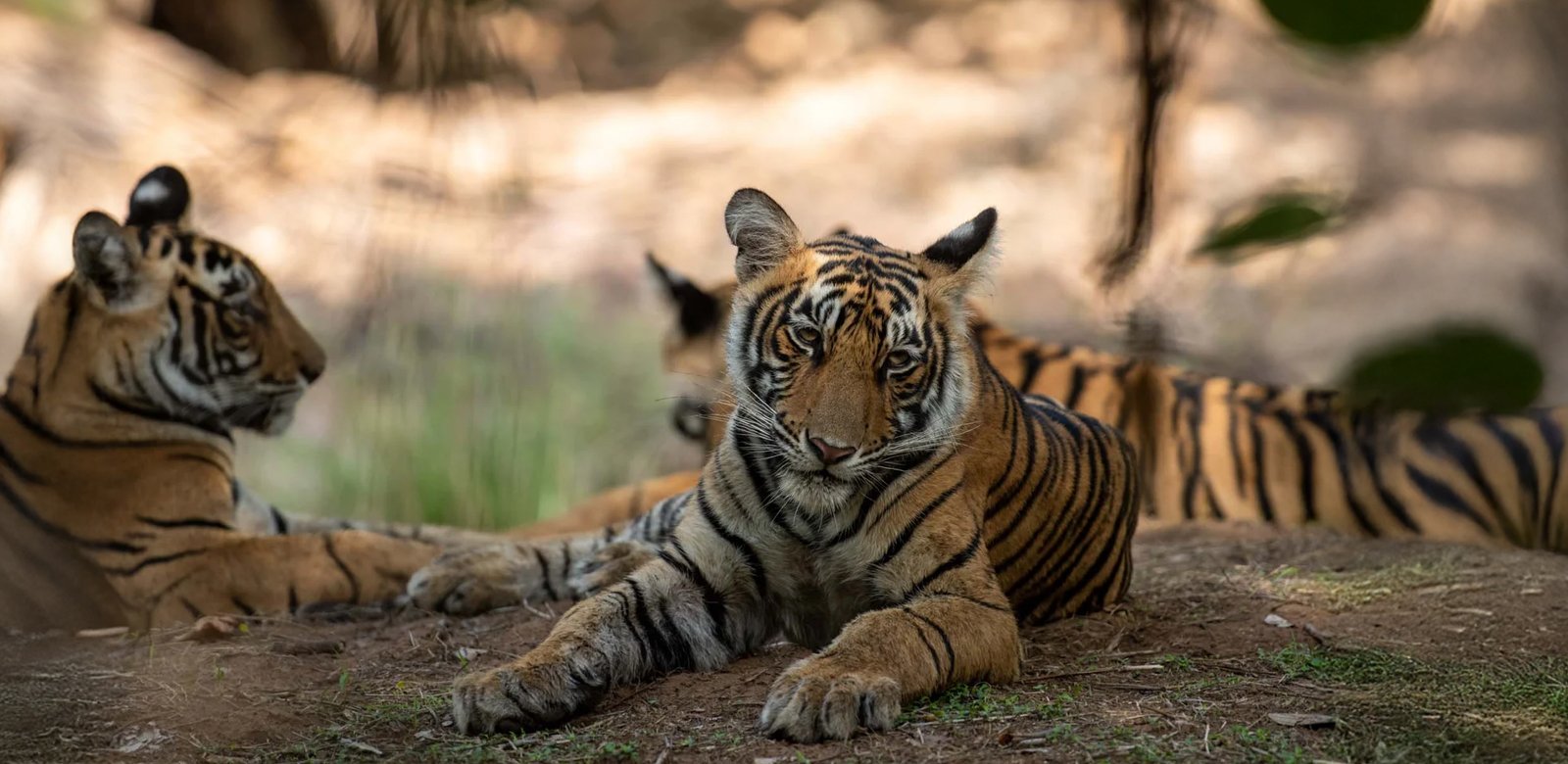 Ranthambore National Park Rajasthan India